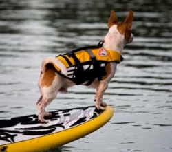 EZYDOG PLÁVACIA VESTA DFD MICRO SURF DOG™