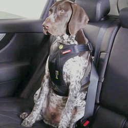 EZYDOG POSTROJ DRIVE CAR HARNESS™ 