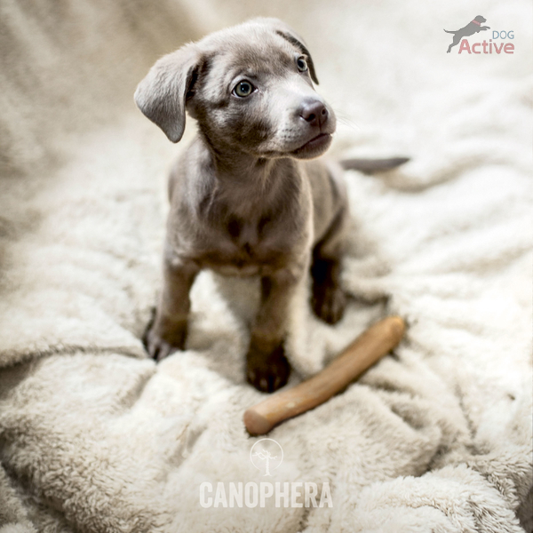 Canophera kávovníkové drevo – žuvacia hračka pre psov