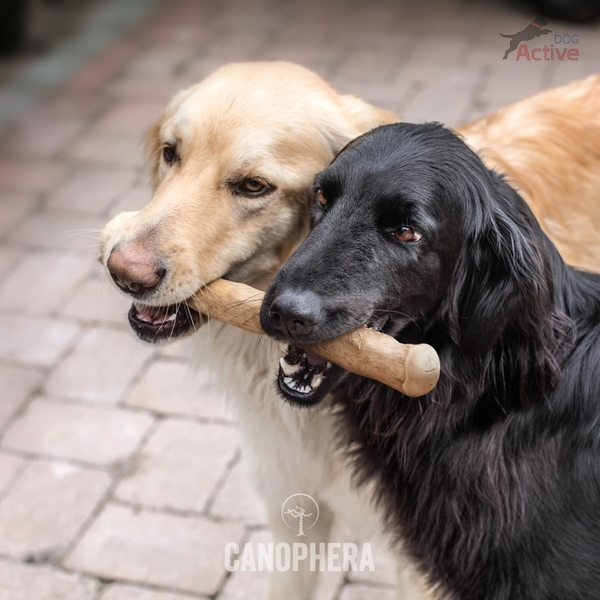 Canophera kávovníkové drevo – žuvacia hračka pre psov