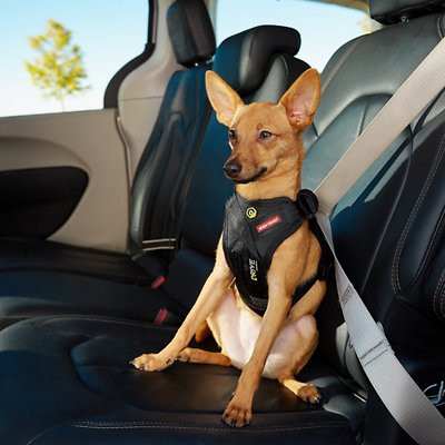 EZYDOG Drive Harness