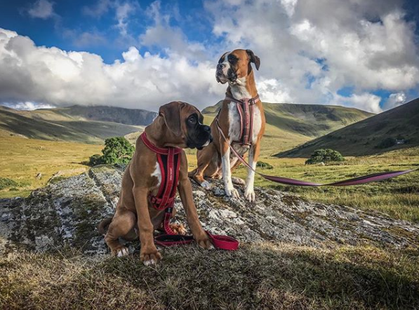 EZYDOG Chest Plate Harness