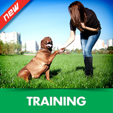 Dog training